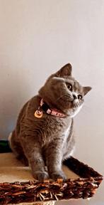 Britse korthaar, Dieren en Toebehoren, Katten en Kittens | Overige Katten, Poes