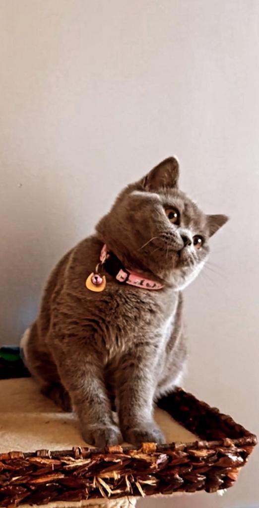 Britse korthaar, Dieren en Toebehoren, Katten en Kittens | Overige Katten, Poes