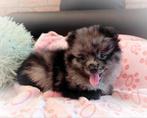 Super schattige super kleine pomeranian puppy!❤️, Keeshond, Reu, 8 tot 15 weken, Meerdere