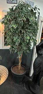 Mooie decoratie! Kunstplant kunstboom 5 atuka, Huis en Inrichting, Kamerplanten, Ophalen, Ficus, Halfschaduw, In pot