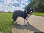 Honden oppas., Dieren en Toebehoren, Ophalen