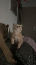 Reserve Now!  british short and lang hair ., Dieren en Toebehoren, Katten en Kittens | Overige Katten, Kater, Langharig, 0 tot 2 jaar