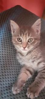 Kitten poesje grijs strepen met beetje crème kleur, Dieren en Toebehoren, Katten en Kittens | Overige Katten, Poes, Kortharig