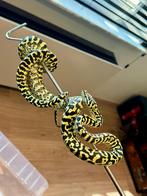Morelia spilota cheynei (Jungle tapijtpython) man, Dieren en Toebehoren, Slang, 3 tot 6 jaar