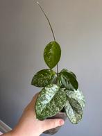 Hoya carnosa ‘Freckles’, Ophalen, Halfschaduw, Minder dan 100 cm
