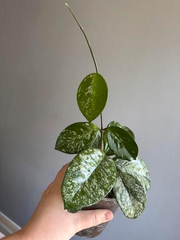 Hoya carnosa ‘Freckles’ beschikbaar voor biedingen
