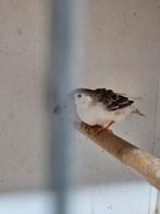 Mooie zebravinken, Dieren en Toebehoren, Vogels | Overige Vogels, Meerdere dieren, Tropenvogel
