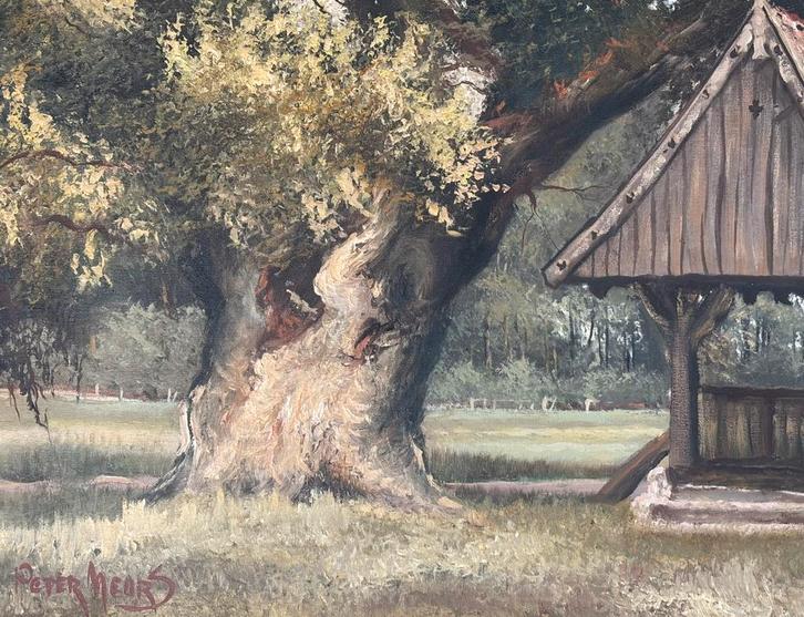 Oudste eik in ons land, Tuin en Terras, Planten | Bomen, Overige soorten, Volle zon, Verzenden
