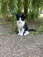Lieve kittens te koop, Dieren en Toebehoren, Katten en Kittens | Overige Katten, Poes, Kortharig, 0 tot 2 jaar