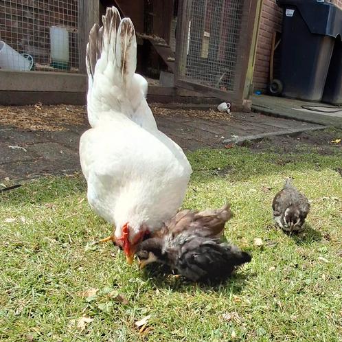 Chabo kuikentjes te koop, nog 4., Dieren en Toebehoren, Pluimvee, Kip, Geslacht onbekend