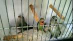Te koop 4 dwergpapagaaien, Geslacht onbekend, Dwergpapegaai of Agapornis, Tam