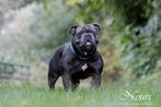 Old english bulldog dekreu, Dieren en Toebehoren, Honden | Bulldogs, Pinschers en Molossers, Bulldog, Meerdere, Meerdere dieren