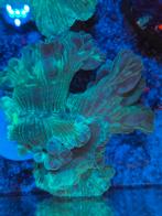 Fox koraal zeeaquarium koraal stekken, Dieren en Toebehoren, Vissen | Aquaria en Toebehoren, Ophalen of Verzenden, Gevuld zeewateraquarium
