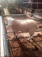 Swifter stamboek dekram, Dieren en Toebehoren, Mannelijk, Schaap, 0 tot 2 jaar