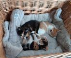 Mooie lieve kittens kitten jonge baby poesjes katjes poesje, Dieren en Toebehoren, Katten en Kittens | Overige Katten, Meerdere dieren