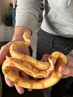 Boa constrictor sunglow + mooi terrarium!, Dieren en Toebehoren, Reptielen en Amfibieën, Slang, 0 tot 2 jaar