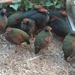 Roulrouls, Dieren en Toebehoren, Vogels | Overige Vogels, Mannelijk, Tropenvogel