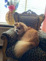 Dekreu Pomchi, Dieren en Toebehoren, Honden | Dekreuen, Rabiës (hondsdolheid), Reu, 1 tot 2 jaar, Eén hond