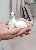 Witte figurita koppel, Dieren en Toebehoren, Meerdere dieren, Overige soorten