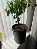 Jonge Citrusplant in Pot, Ophalen, Volle zon, Vaste plant, Fruitplanten