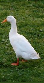 Gratis af te halen witte loopeend woerd, Dieren en Toebehoren, Pluimvee, Mannelijk, Eend
