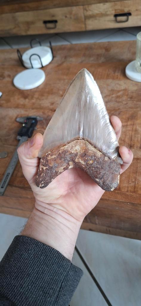 Grote carcharodon megalodon tand 14,7cm, Verzamelen, Mineralen en Fossielen, Fossiel, Ophalen of Verzenden