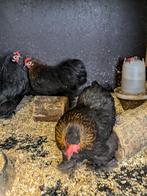 cochin kriel, Dieren en Toebehoren, Pluimvee, Vrouwelijk, Kip
