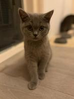 Britse korthaar kittens, Dieren en Toebehoren, Katten en Kittens | Raskatten | Korthaar, Meerdere dieren, Ontwormd, 0 tot 2 jaar