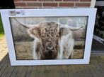 Glasschilderijen Ter Halle, Schotse Hooglander en dieren., Ophalen, Nieuw, Schilderij, 100 tot 125 cm