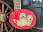 blonde maltipoo pups  ( De laatste 2  ), Nederland, 15 weken tot 1 jaar, Overige rassen, CDV (hondenziekte)