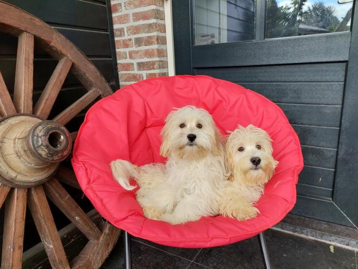 blonde maltipoo pups  ( De laatste 2  ), Dieren en Toebehoren, Honden | Chihuahua's en Gezelschapshonden, Meerdere dieren, Overige rassen