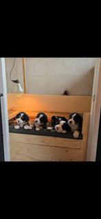 Berner Sennen puppy's, Dieren en Toebehoren, Honden | Herdershonden en Veedrijvers, Overige rassen, 8 tot 15 weken, CDV (hondenziekte)