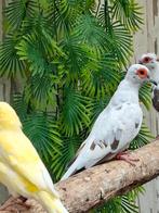 Bonte diamantjes, Mannelijk, Tropenvogel