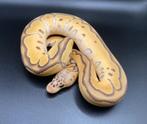 0.1 Pastel Orange Dream Jungle Woma Clown ball python regius, Dieren en Toebehoren, Slang, Tam, 0 tot 2 jaar