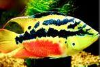 Cichlasoma Salvini, Vis, Zoetwatervis