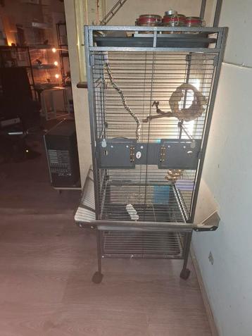 Vogelkooi ( 5 mnd oud ) 100 euro beschikbaar voor biedingen