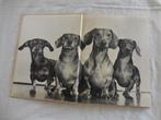 Dogs, een fotoboek by Yilla (1949), Boeken, Gelezen, Yilla, Ophalen, Overige onderwerpen