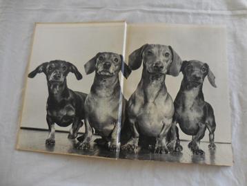 Dogs, een fotoboek by Yilla (1949)