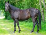 Te koop: June – Lieve merrie (9 jaar)  , Dieren en Toebehoren, Paarden, Merrie, Zadelmak, 160 tot 165 cm, Recreatiepaard