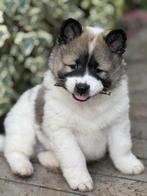 Thai Bangkaew Puppies, Dieren en Toebehoren, Parvo, Overige rassen, 8 tot 15 weken, Meerdere