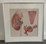 Prent: Rogier Trompert Medical art, Ophalen of Verzenden