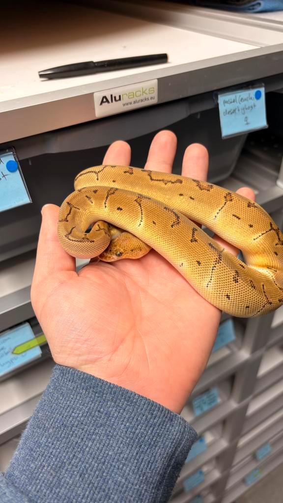 0.1 Orange dream pinstripe clown 66% het desert ghost ball