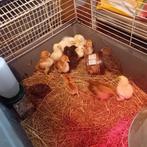 Kuikens, Dieren en Toebehoren, Pluimvee, Meerdere dieren, Kip