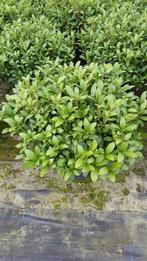 Skimmia Rubella 35L, Ophalen, Overige soorten, Volle zon