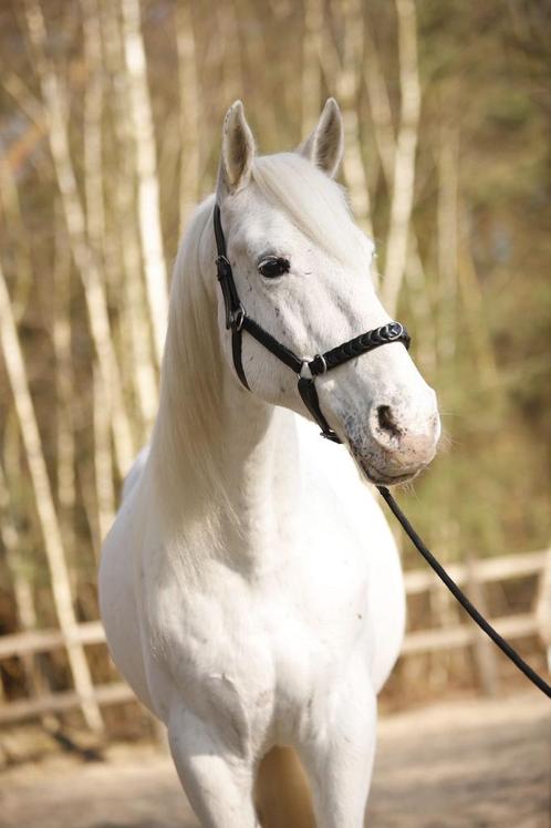Nieuw! 4 in 1 multifunctionele hoofdstel bitloos kaptoom, Dieren en Toebehoren, Paarden en Pony's | Hoofdstellen en Tuigage, Nieuw