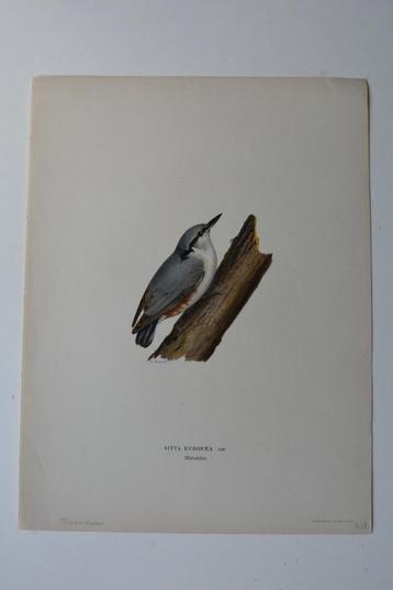 BOOMKLEVER SITTA EUROPAEA ORIGINELE VOGEL LITHO 1929 VE5 beschikbaar voor biedingen