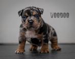 American bully Pocket pups verwacht, België, Fokker | Hobbymatig, Reu, 1 tot 2 jaar