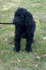 Goldendoodle Pup, Dieren en Toebehoren, Honden | Retrievers, Spaniëls en Waterhonden, Golden retriever, Reu, 8 tot 15 weken, CDV (hondenziekte)