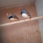 2 zebravinken man 2025, Dieren en Toebehoren, Mannelijk, Tropenvogel