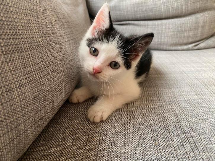 Nog beschikbaar 2 lieve aanhankelijke gezellige kittens, Dieren en Toebehoren, Katten en Kittens | Raskatten | Korthaar, Meerdere dieren